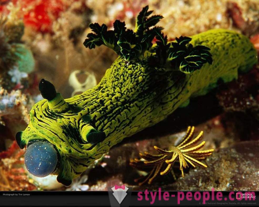 Amazing inhabitants of the underwater world in pictures
