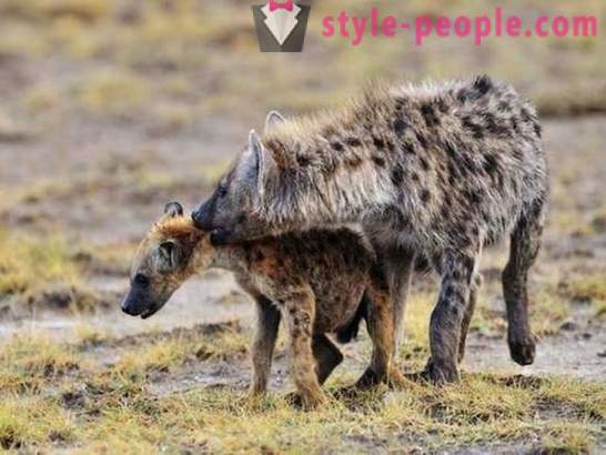 10 animals with different sexual orientations