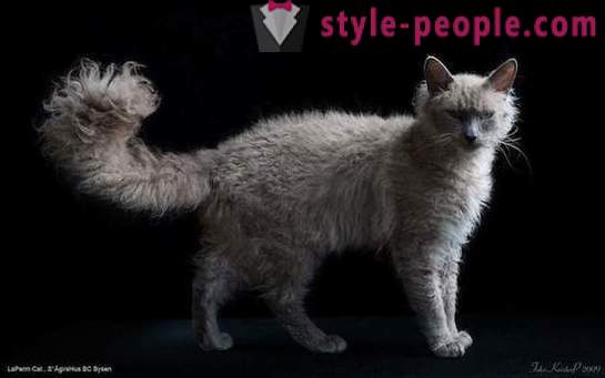 10 of the most rare and expensive breeds of cats