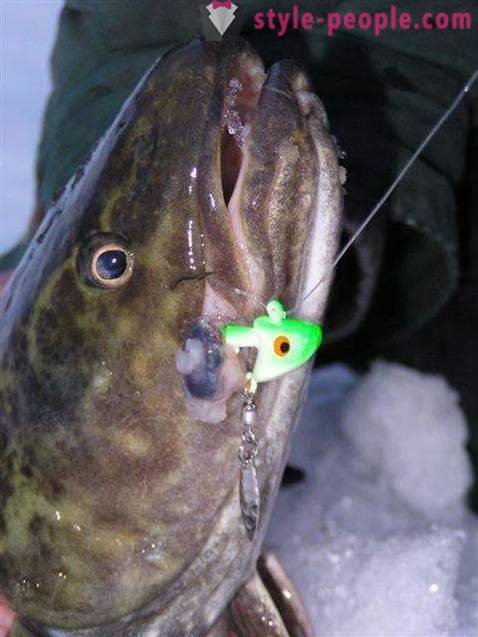 Where, when and what to catch burbot? Fishing for burbot