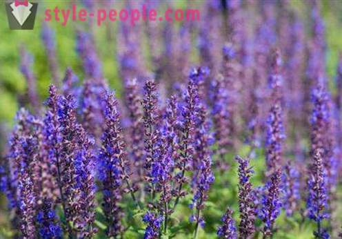 Sage Hair: medicinal properties, the use of oil and broth, reviews