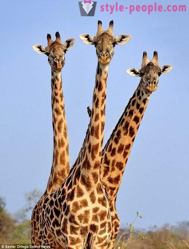 In Zambia, the Three-headed giraffe hit the shot