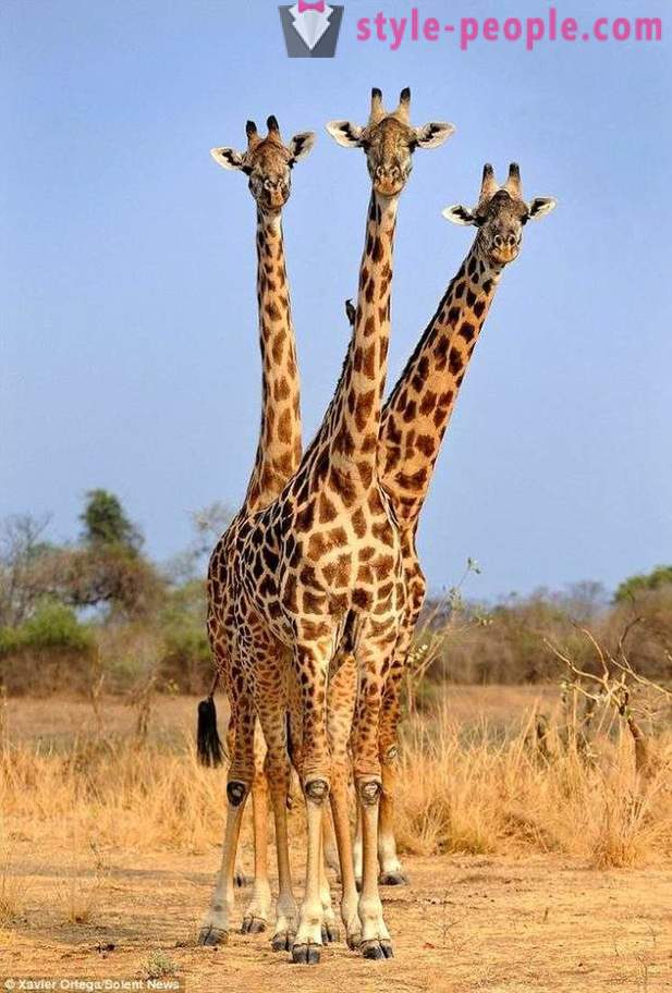 In Zambia, the Three-headed giraffe hit the shot