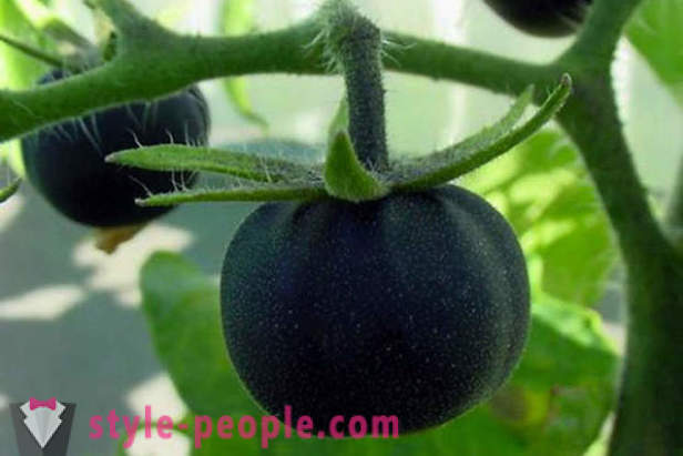 Unusual grade black tomatoes