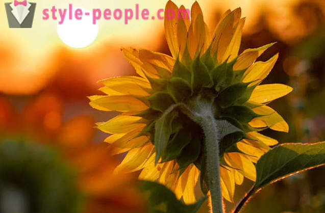 Why sunflowers turning towards the sun