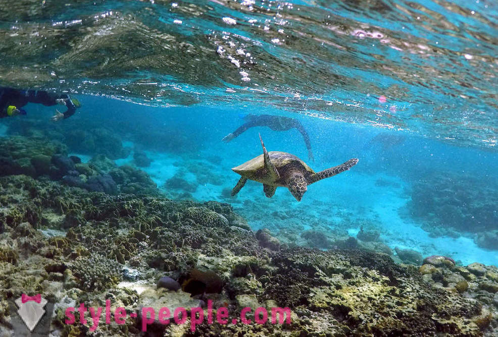 Great Barrier Reef Photos