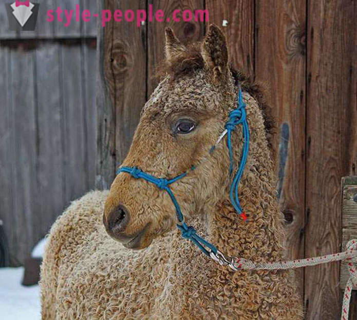 Curly Horse - a true miracle of nature
