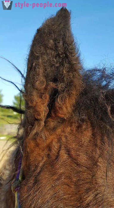 Curly Horse - a true miracle of nature