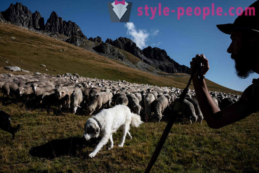 The life of the shepherd in the Alps