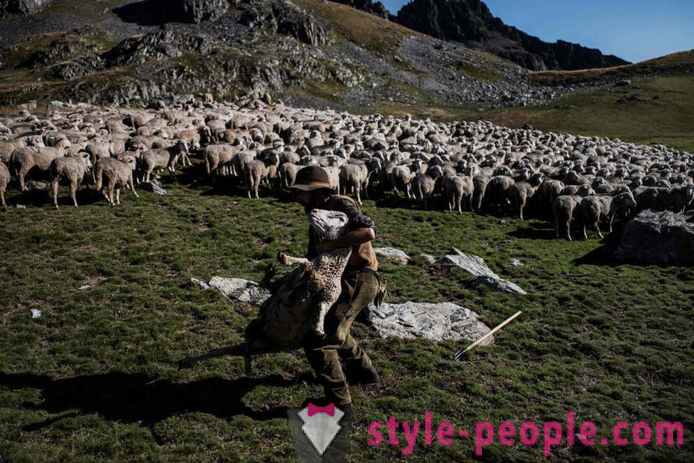 The life of the shepherd in the Alps