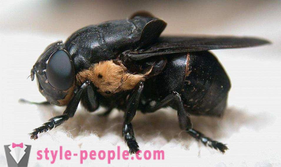 The most dangerous insects on the planet