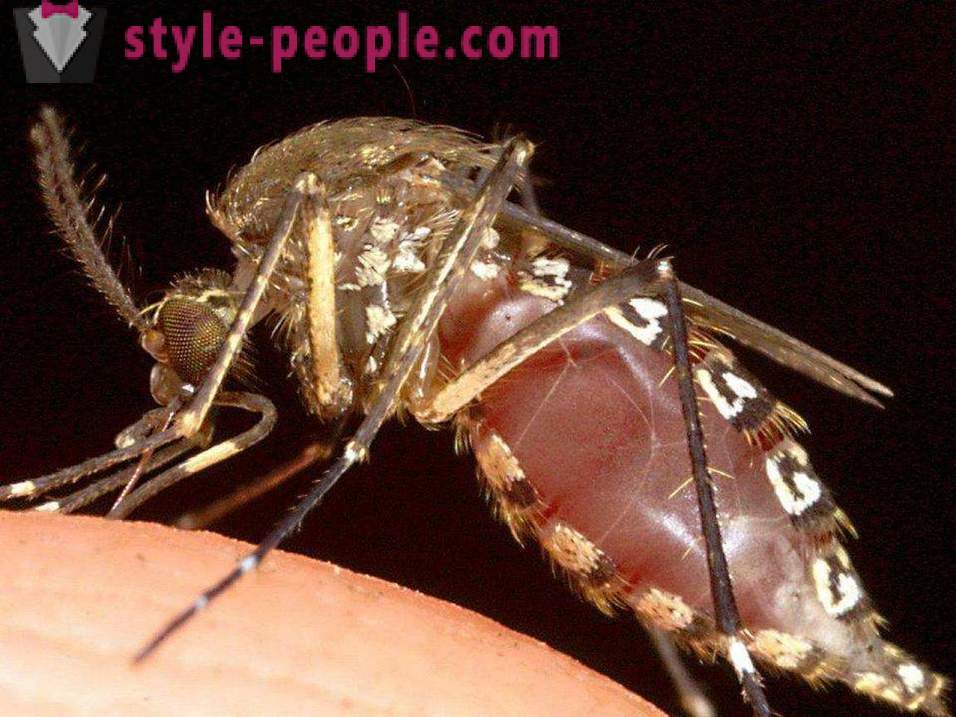The most dangerous insects on the planet