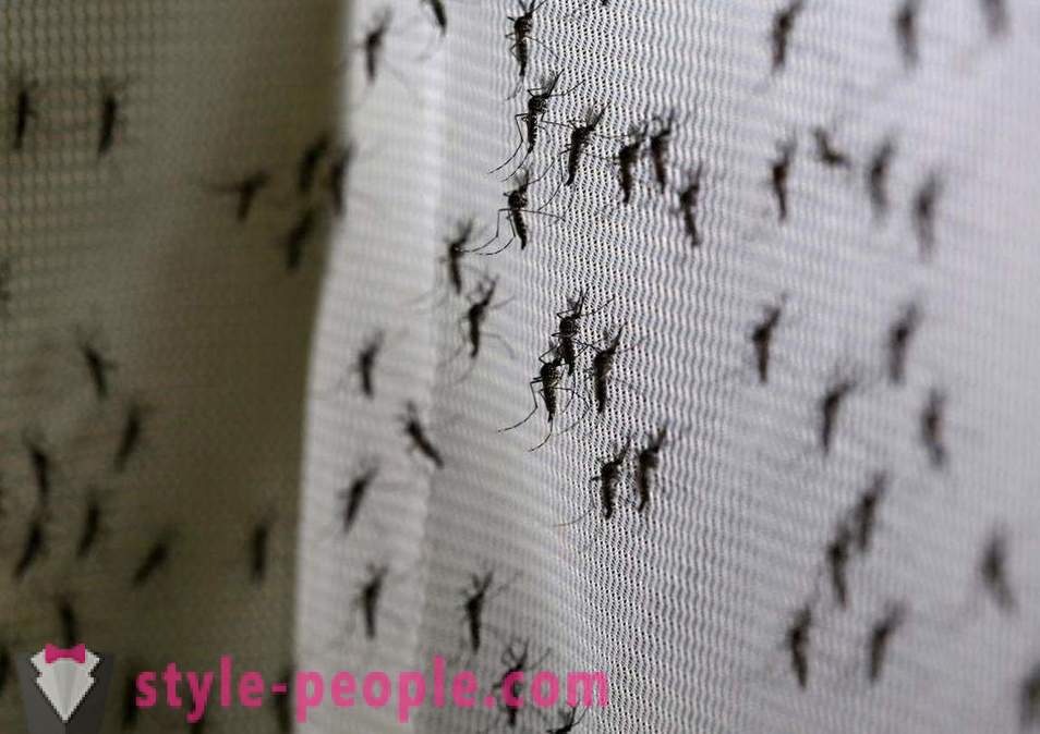Bill Gates has allocated millions of dollars to create a mosquito killer