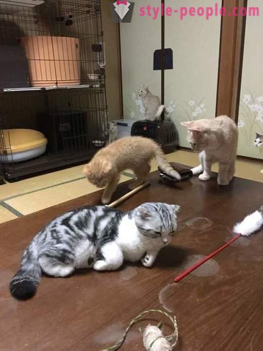 Japanese hotel, where you can take a cat for rent