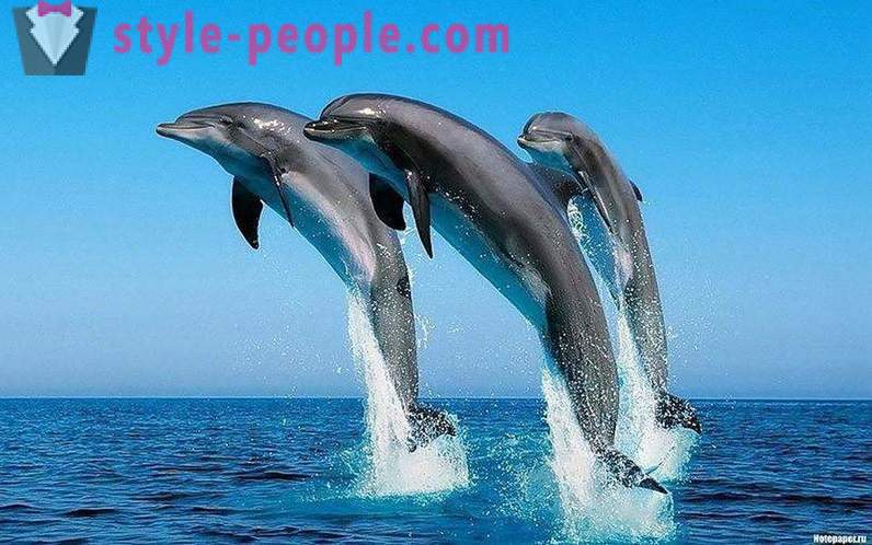Amazing about dolphins