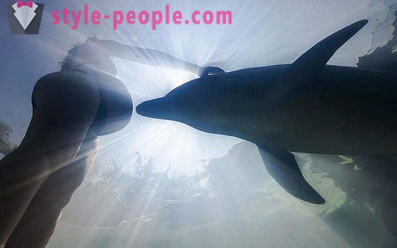 Amazing about dolphins