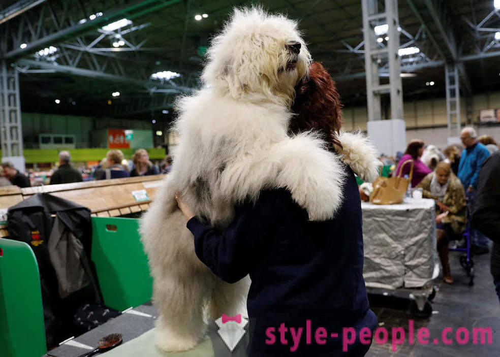 Crufts Dog Show 2018: how was Europe's largest dog show