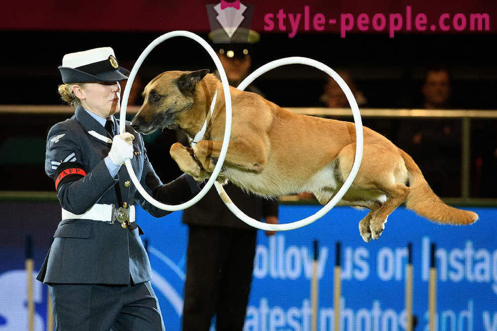 Crufts Dog Show 2018: how was Europe's largest dog show