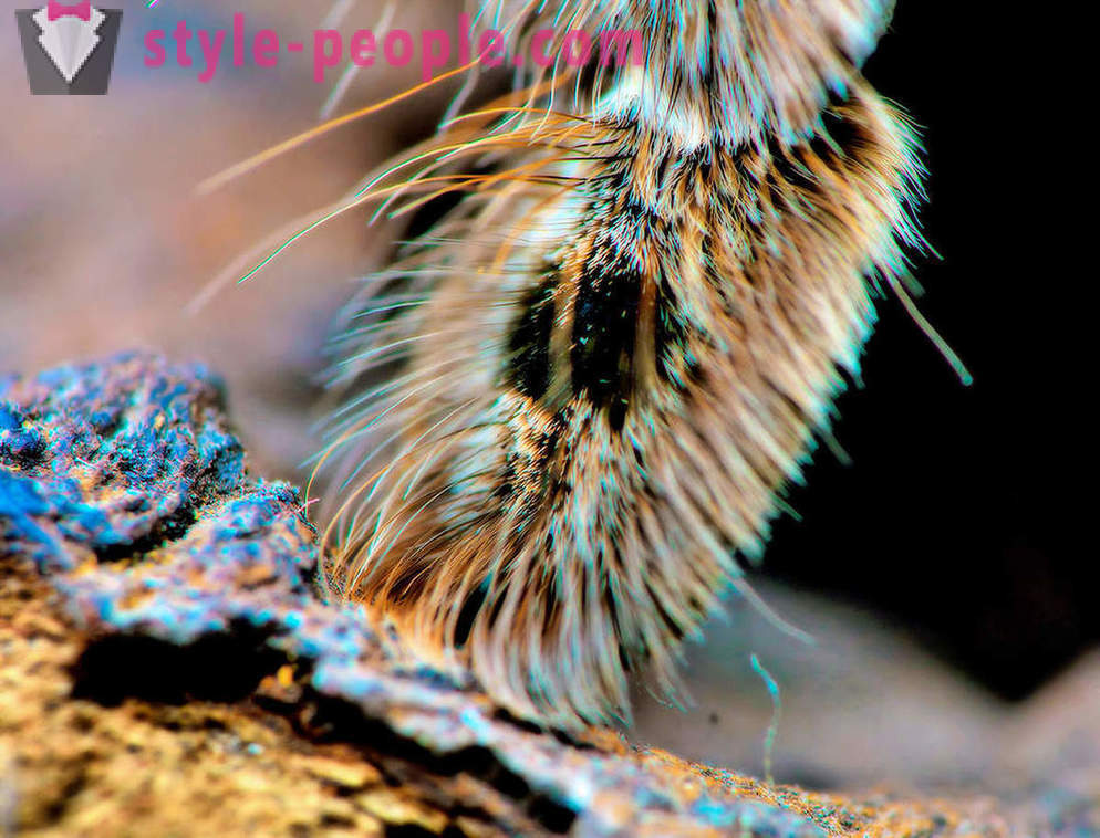 Closeup of spider legs