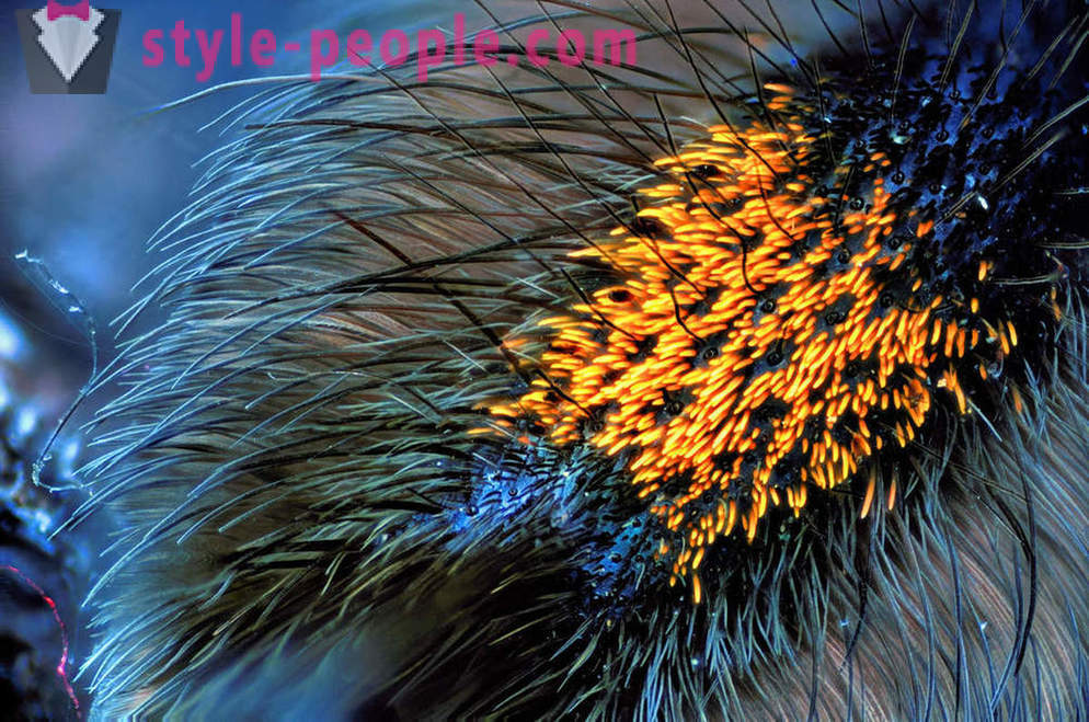 Closeup of spider legs