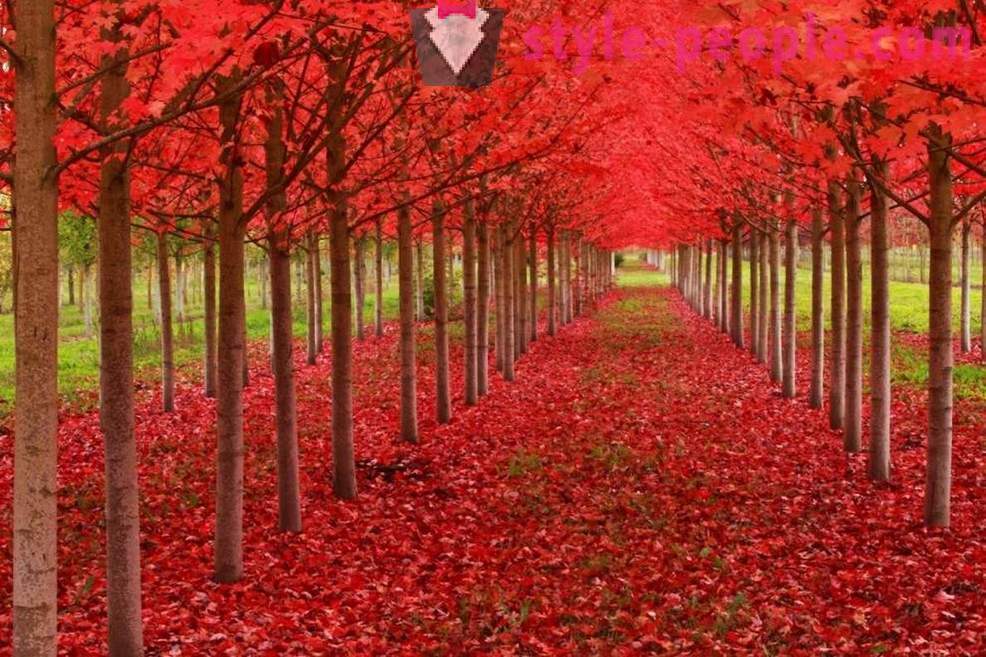 The amazing beauty of trees from around the world