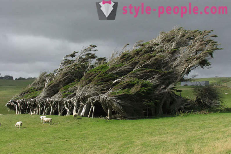 The amazing beauty of trees from around the world