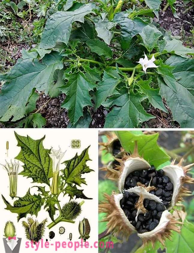 The most poisonous plants in the world