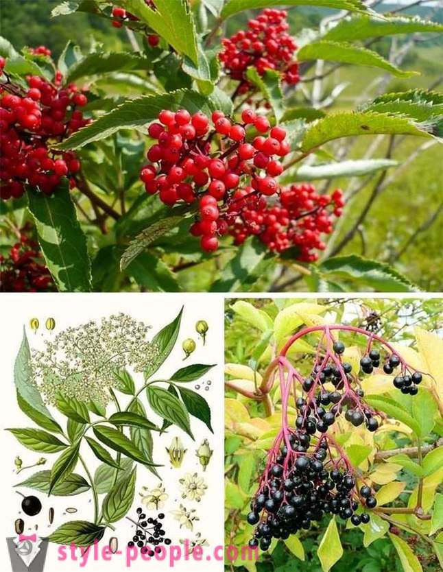 The most poisonous plants in the world