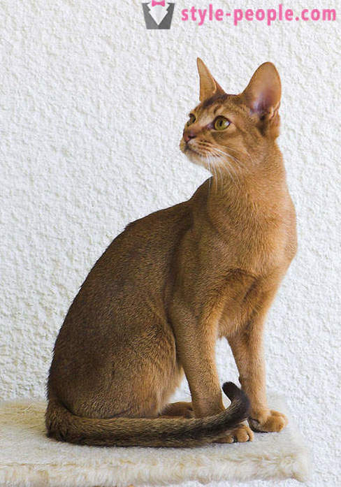 Playing Dr. Moreau: Karaketov - the most expensive and rarest breed of cats