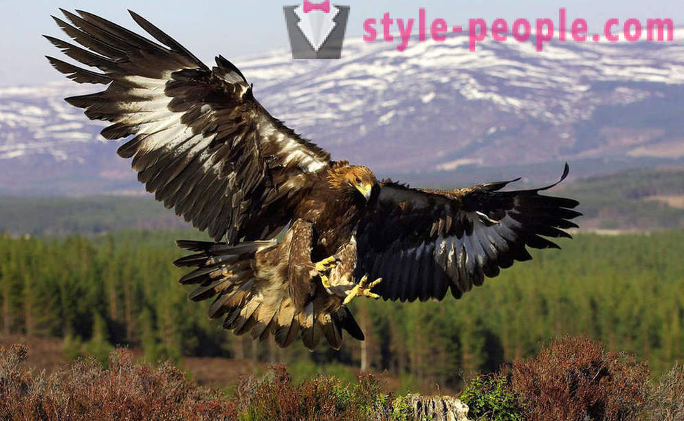 The largest birds of prey