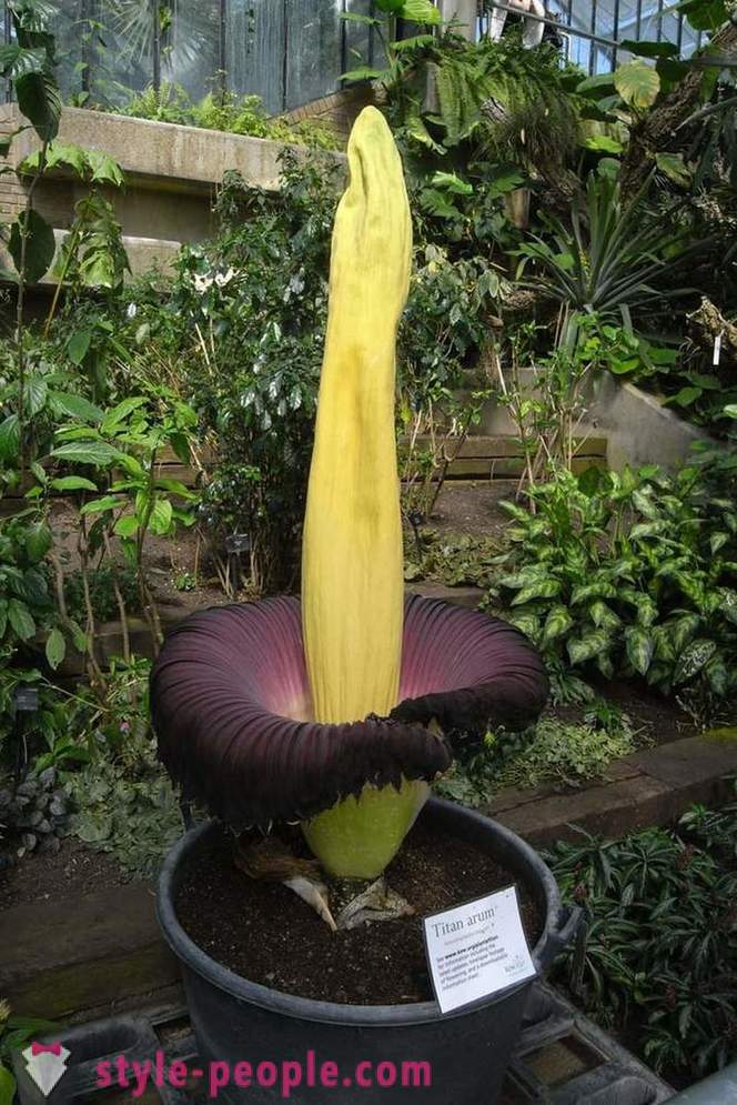 15 strange plants, where it is hard to believe the existence of