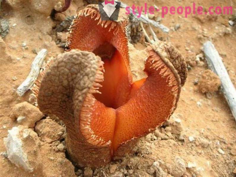 15 strange plants, where it is hard to believe the existence of