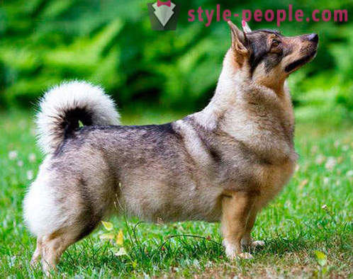 17 adorable breeds of dogs, which you've never heard of