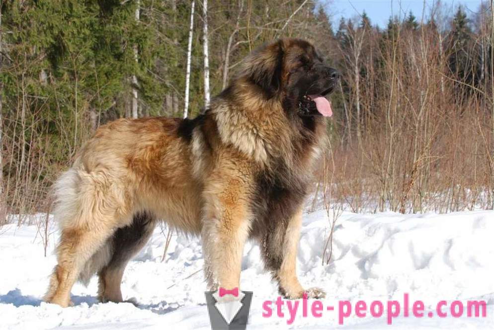 17 adorable breeds of dogs, which you've never heard of