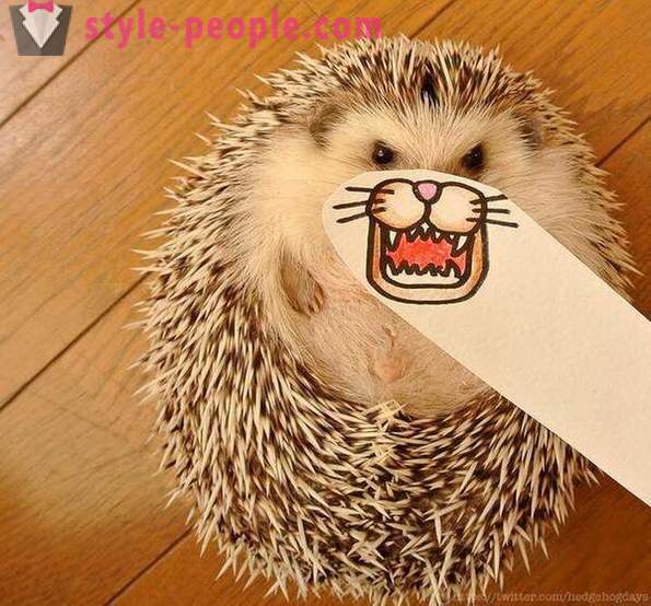 Marutaro - the most emotional hedgehog