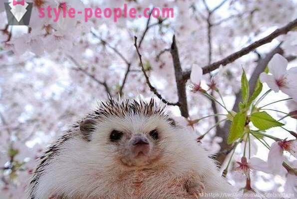 Marutaro - the most emotional hedgehog