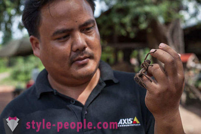 Cambodian hunters tarantulas