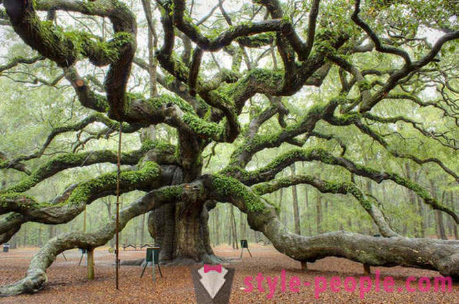 The most impressive trees in the world