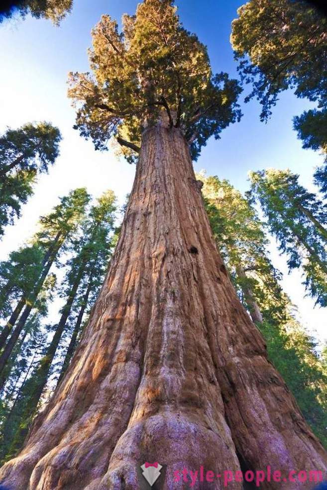 The most impressive trees in the world