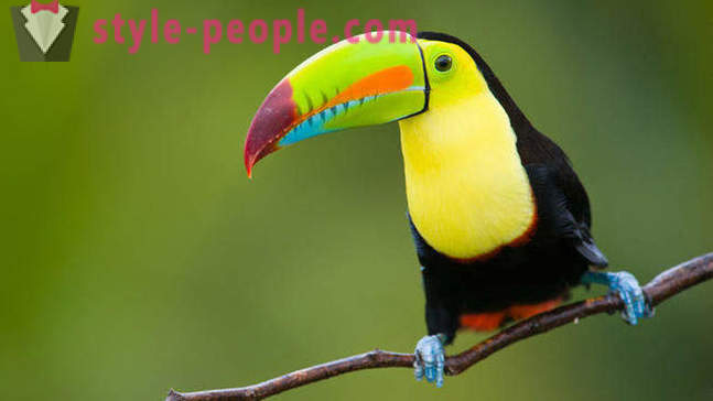10 amazing animals rainforest