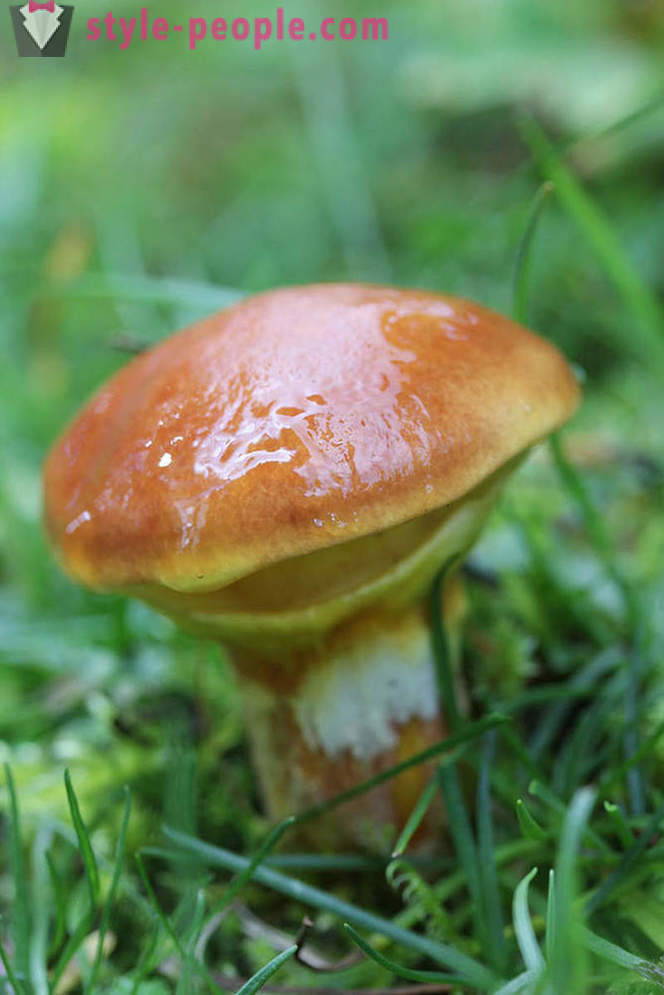 Mushrooms - forest kings