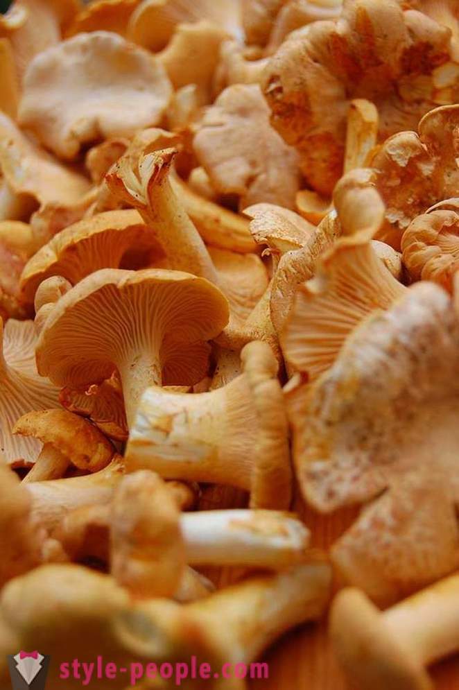 Mushrooms - forest kings