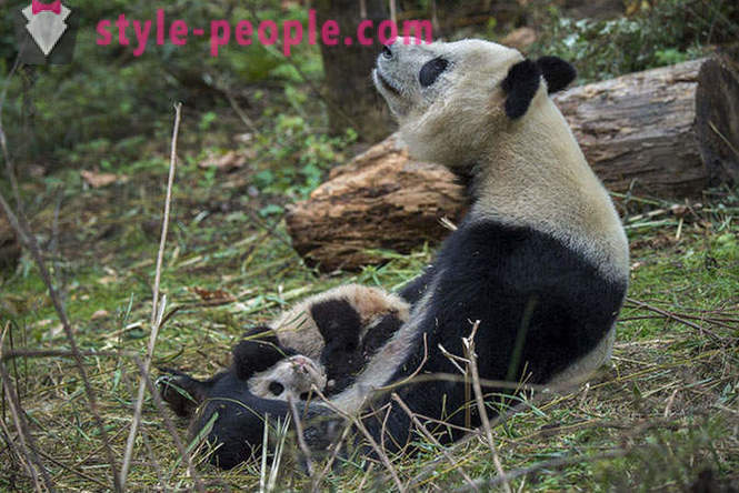 How to grow giant pandas in Sichuan