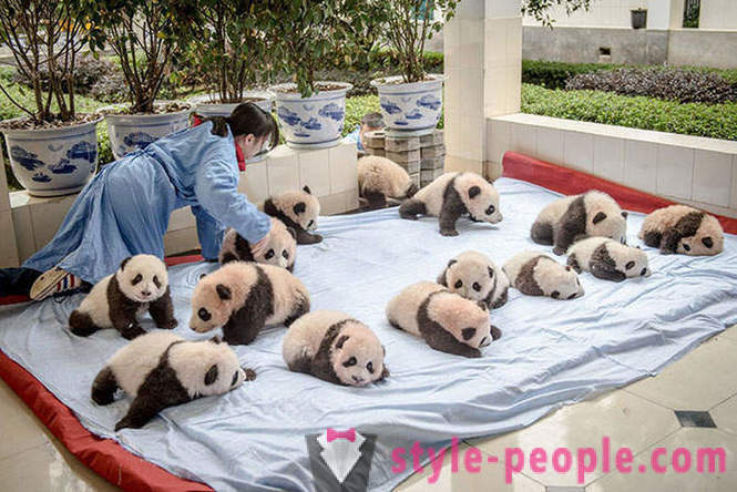 How to grow giant pandas in Sichuan