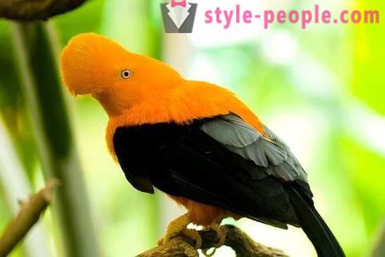 10 animals with different sexual orientations