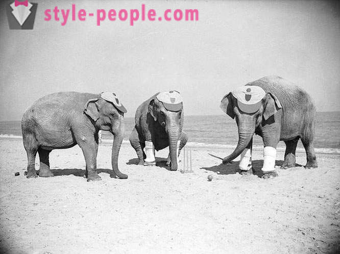 Unusual vintage photos of animals
