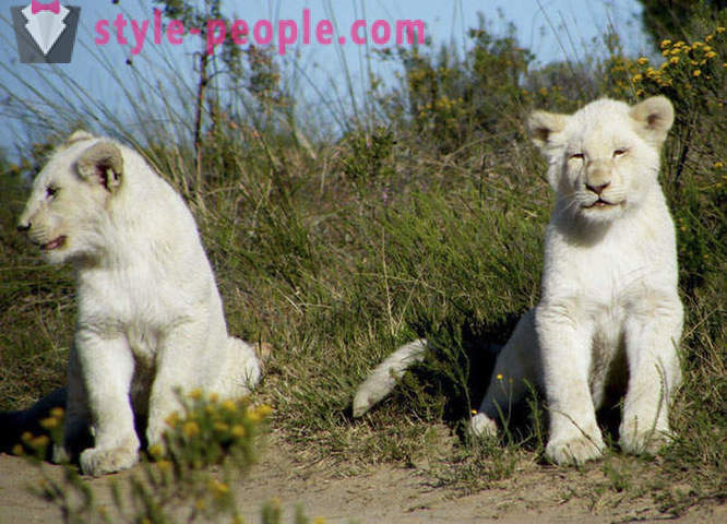 A walk in the company of white lions