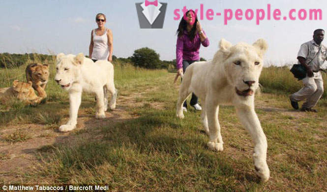 A walk in the company of white lions