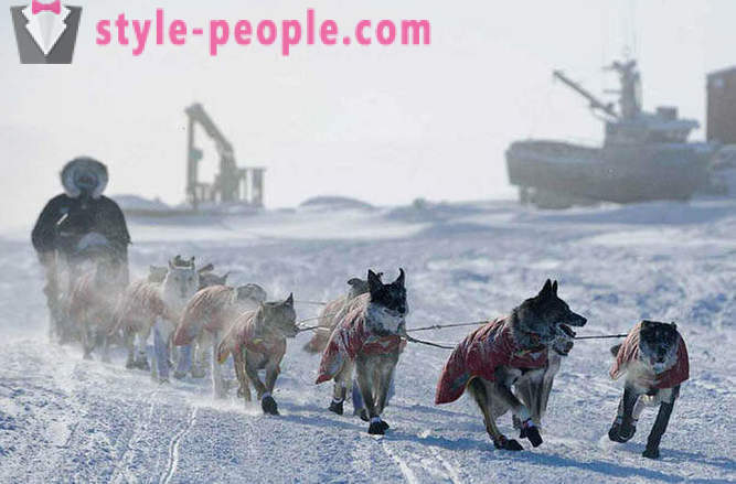 Sled Dog Race 2012 Iditarod