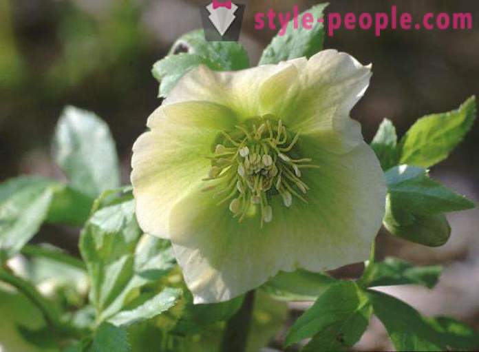 Application of Caucasian hellebore for weight loss: how to drink reviews. Hellebore Caucasian: the use and contraindications